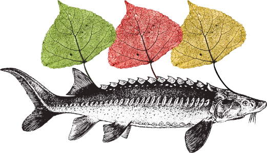 logo.png