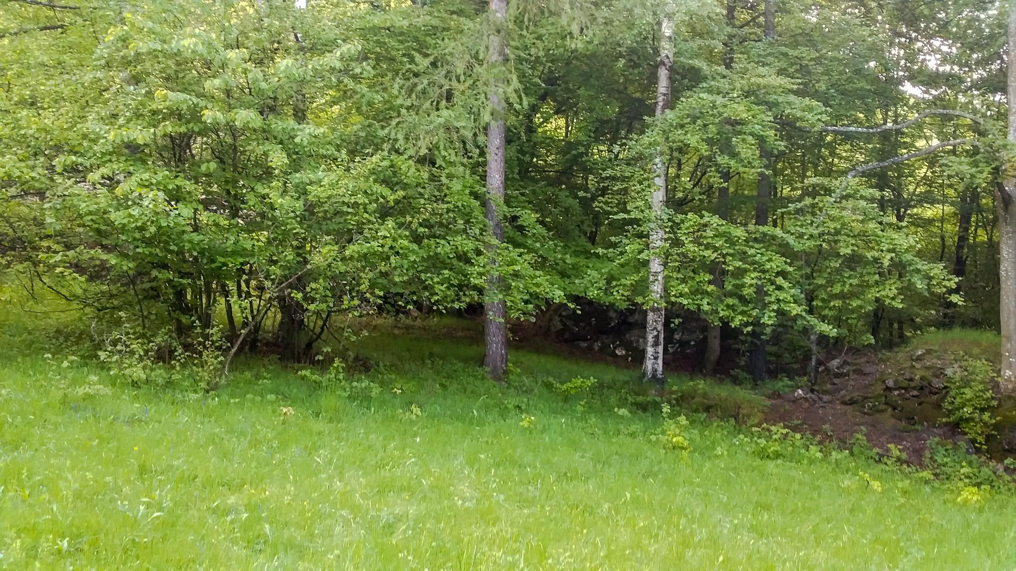 Shinrin Yoku – Forest Therapy: Il riequilibrio energetico a contatto con gli Alberi