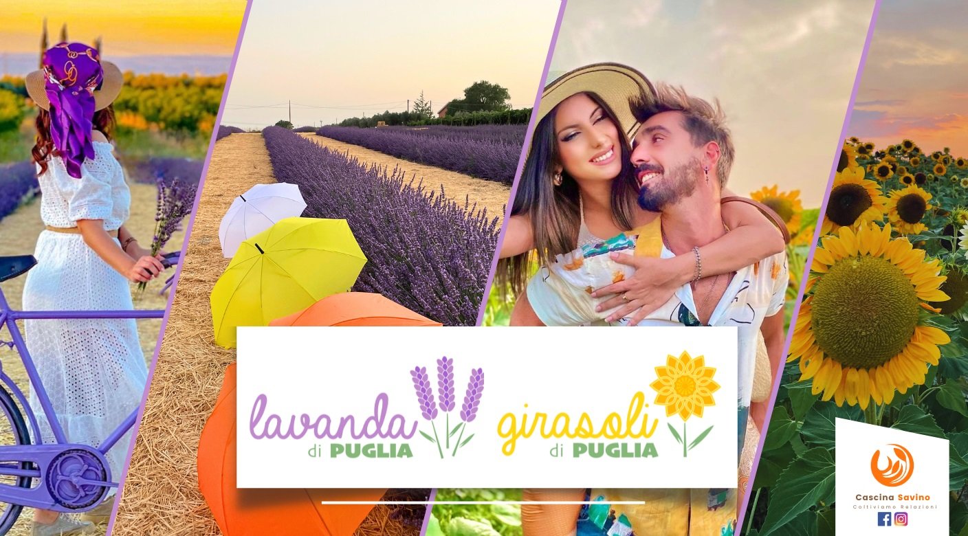 Girasoli e Lavanda di Puglia