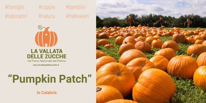 Pumpkin Patch 2024