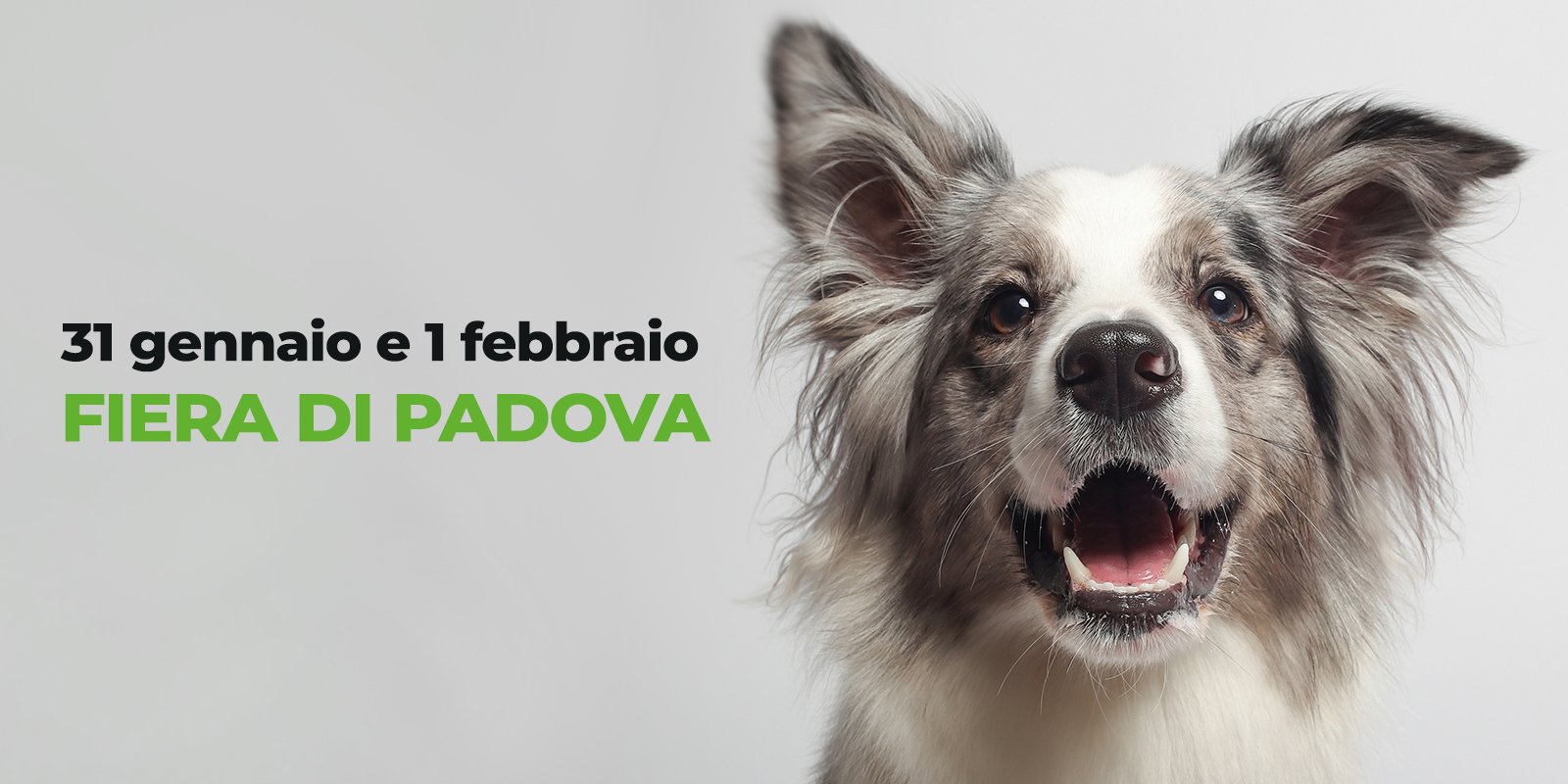 Quattrozampeinfiera - PADOVA