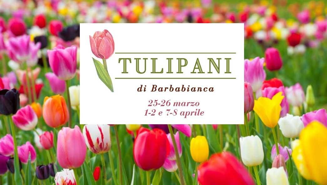 Clappit-biglietti-tulipani-barbabianca-HP2