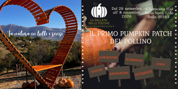 Pumpkin Patch 2026