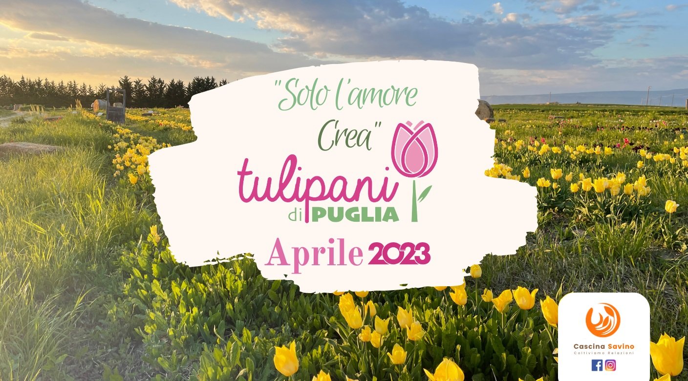 Tulipani di Puglia